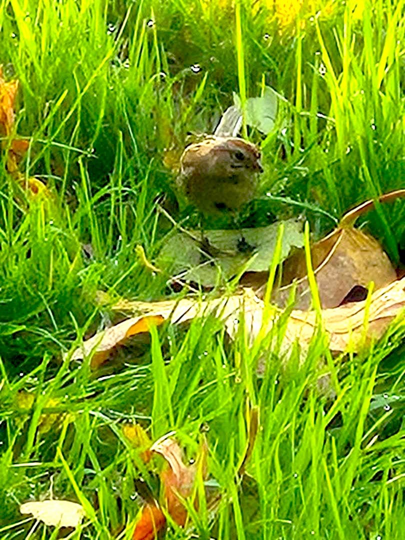 American Tree Sparrow - ML644561622
