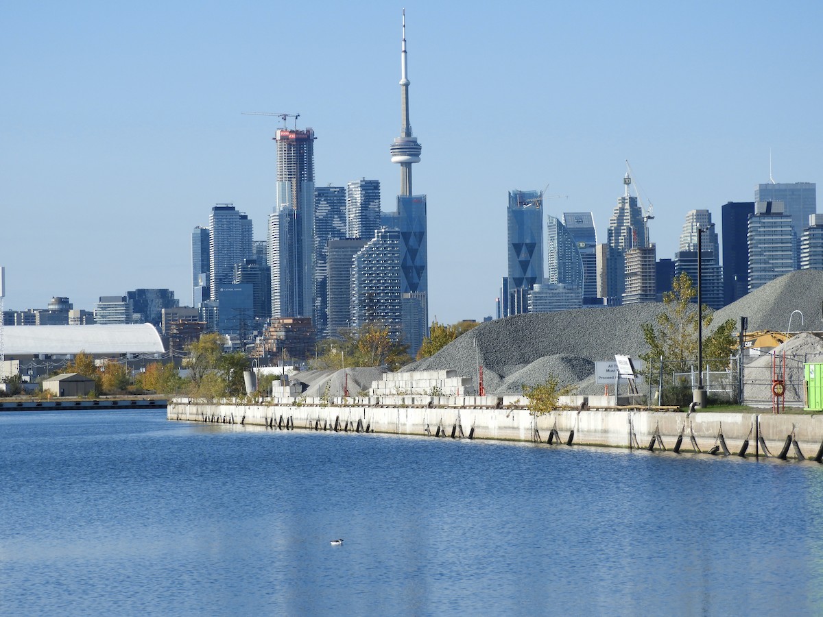 Razorbill - ML644561623