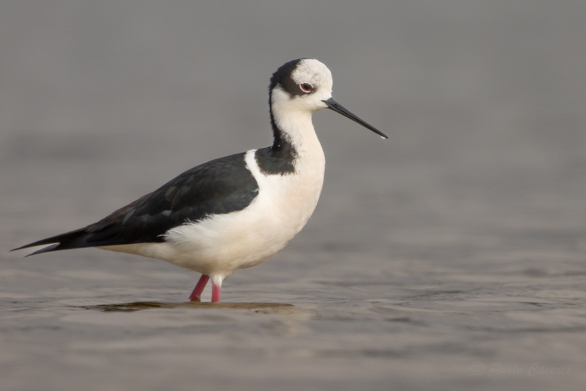 Black-necked Stilt (White-backed) - ML644561624