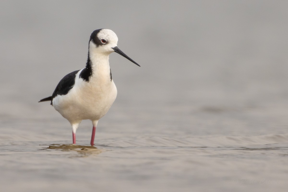 Black-necked Stilt (White-backed) - ML644561626