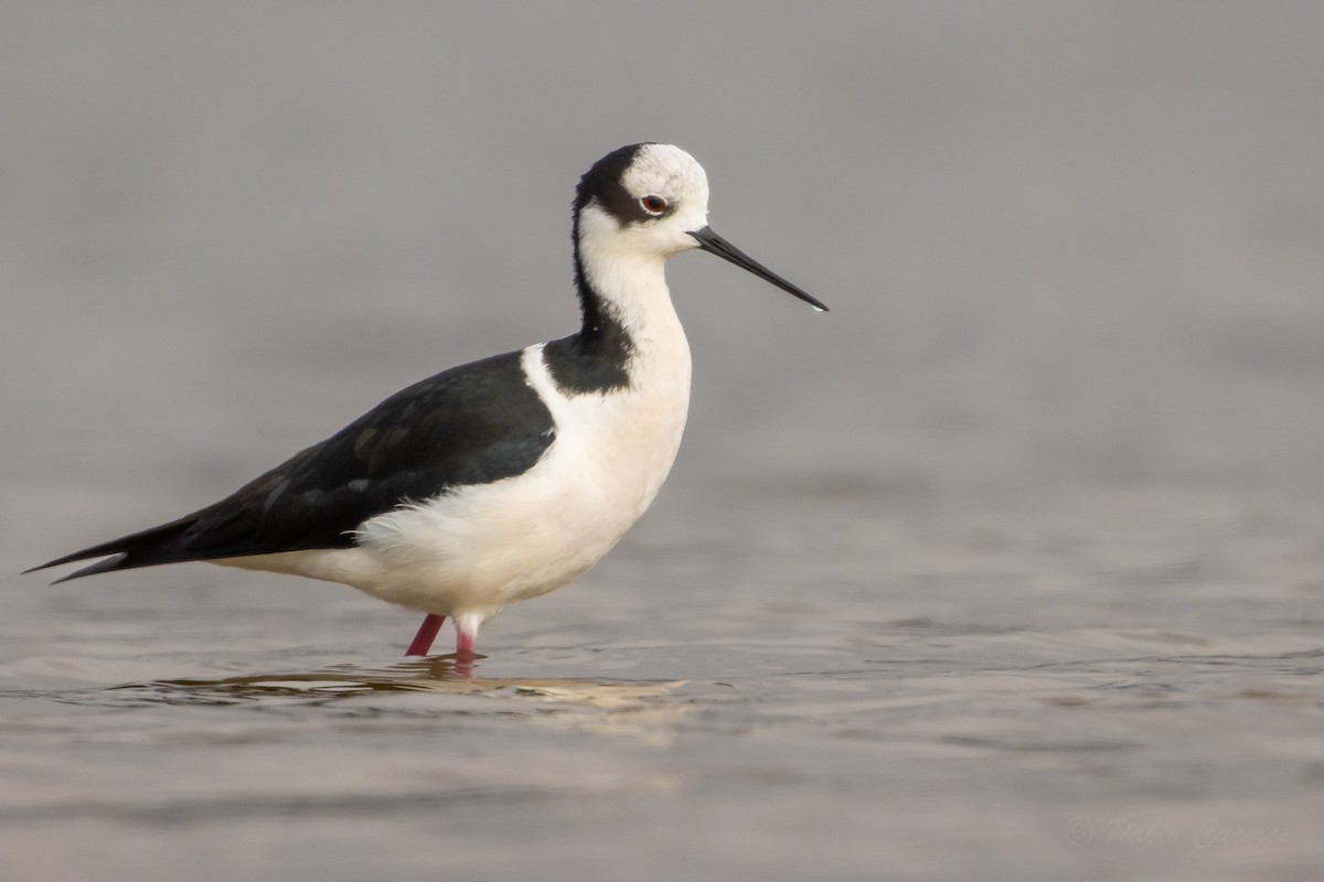 Black-necked Stilt (White-backed) - ML644561627