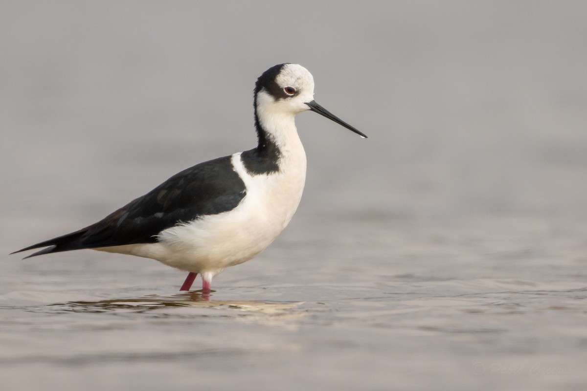 Black-necked Stilt (White-backed) - ML644561628