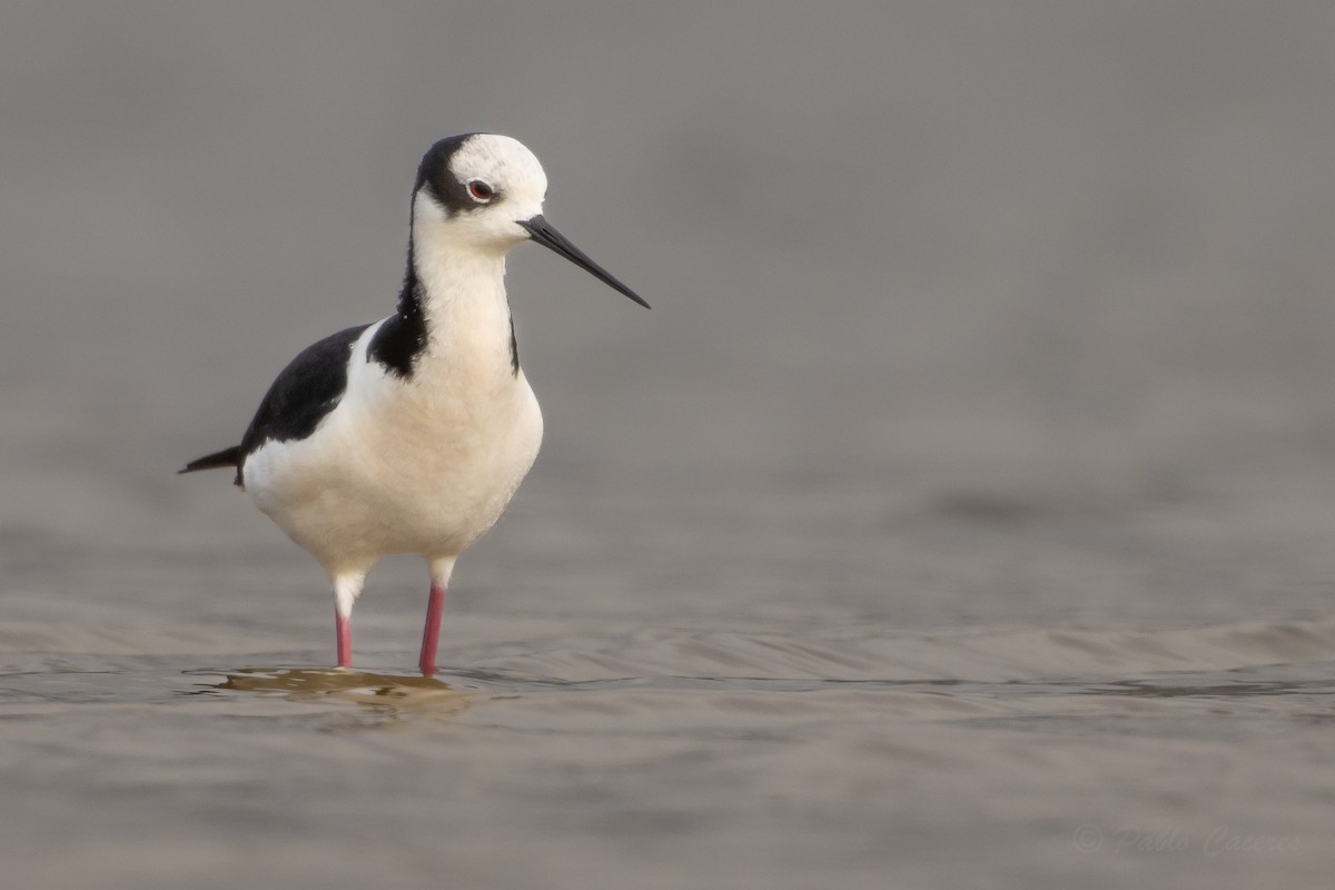 Black-necked Stilt (White-backed) - ML644561629
