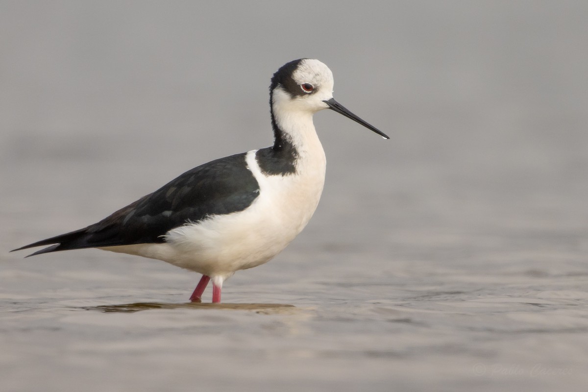 Black-necked Stilt (White-backed) - ML644561630