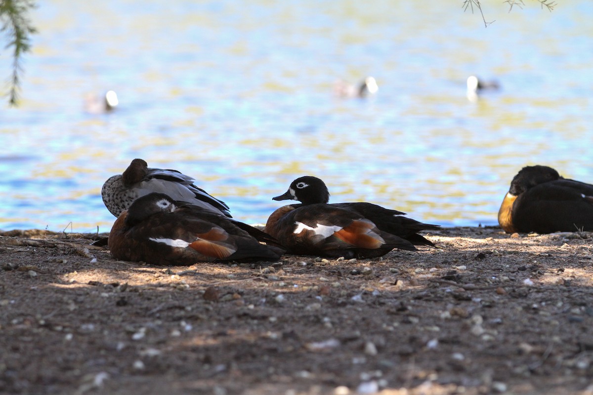 Галагаз австралійський - ML644561638