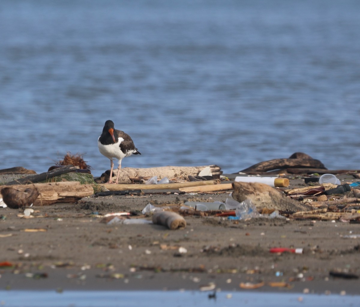 American Oystercatcher - ML644561643