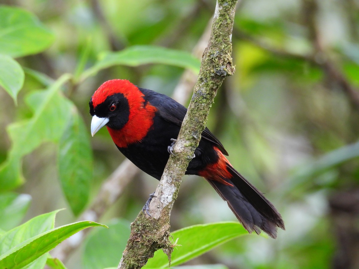 Crimson-collared Tanager - ML644561644