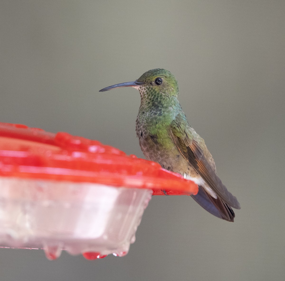 Berylline Hummingbird - ML644561669