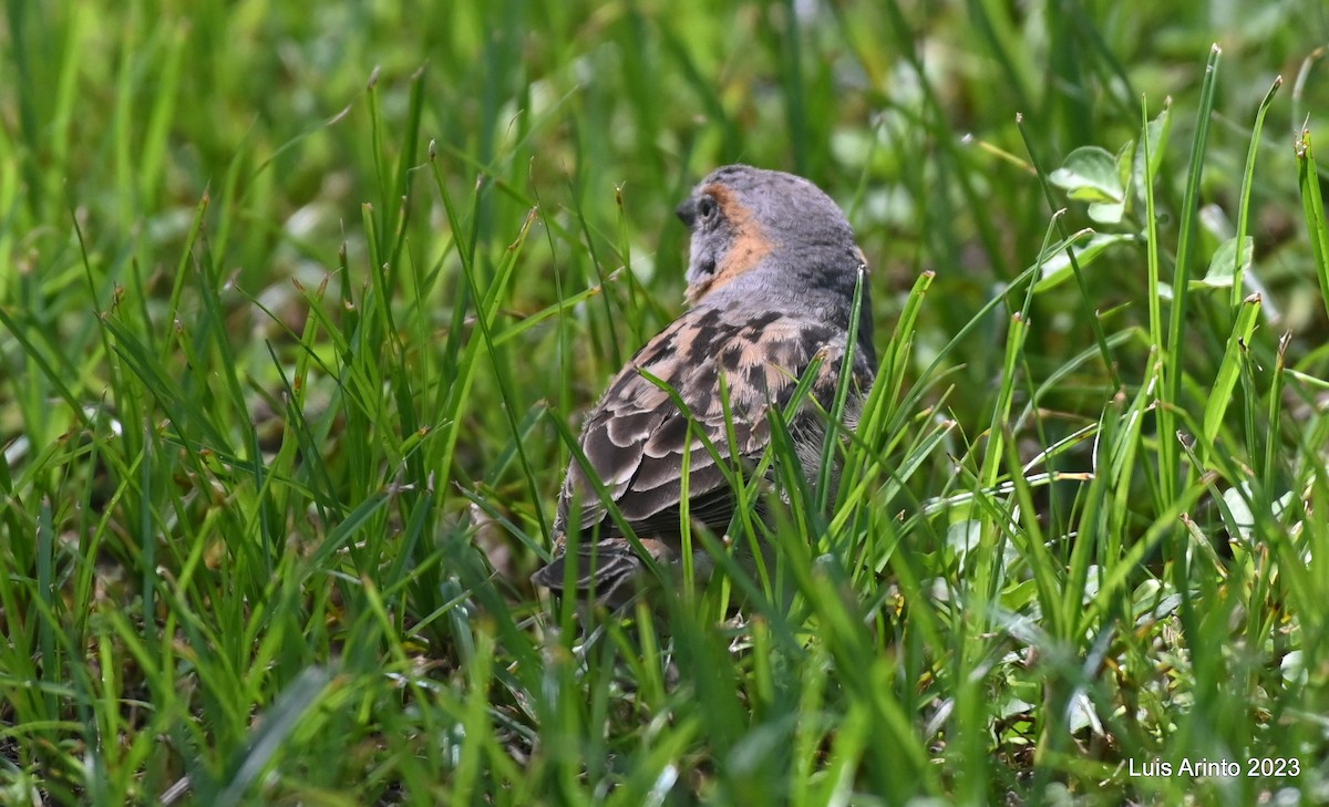 Горобець кенійський - ML644561676