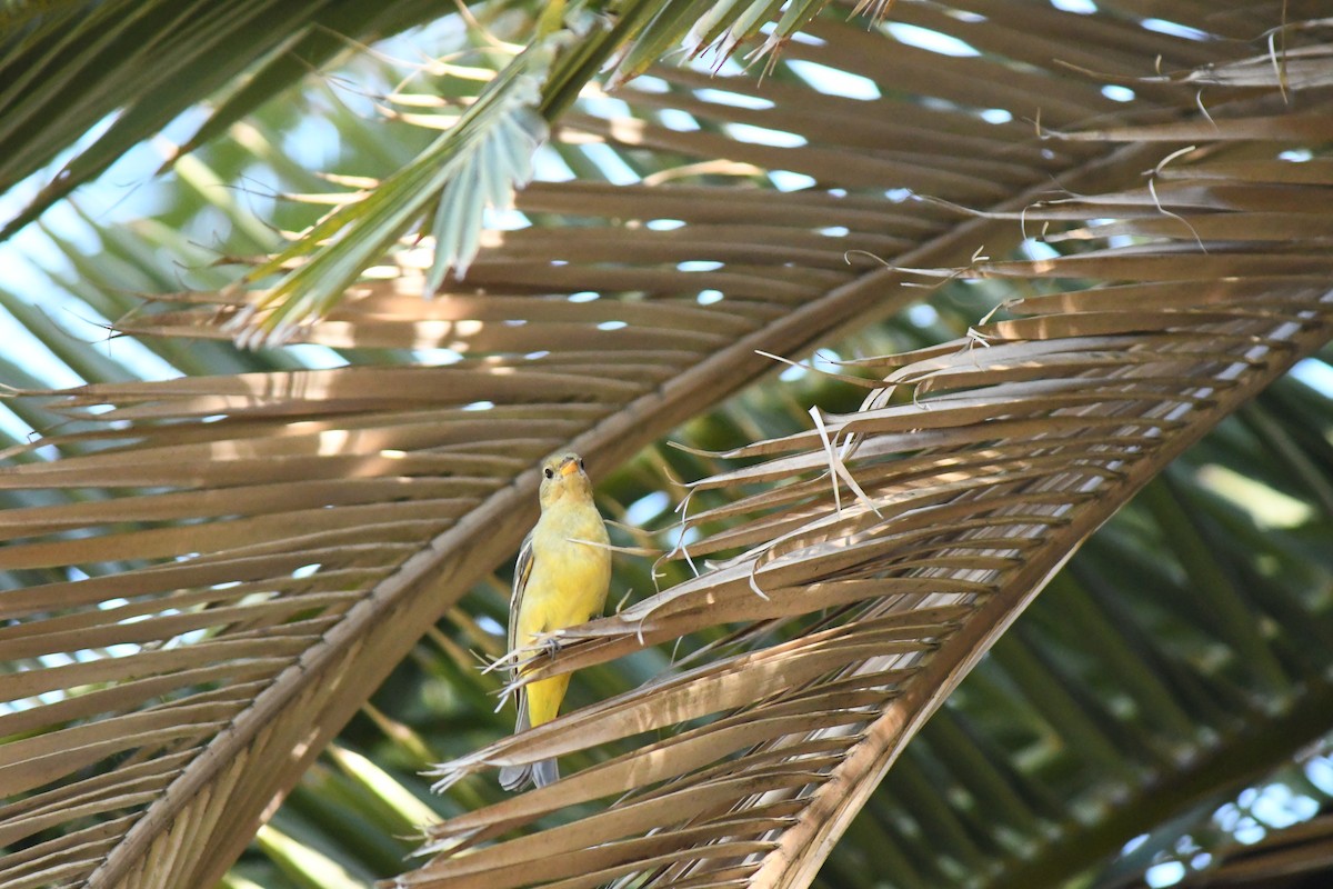 Western Tanager - ML644561678