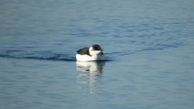 Razorbill - ML644561679