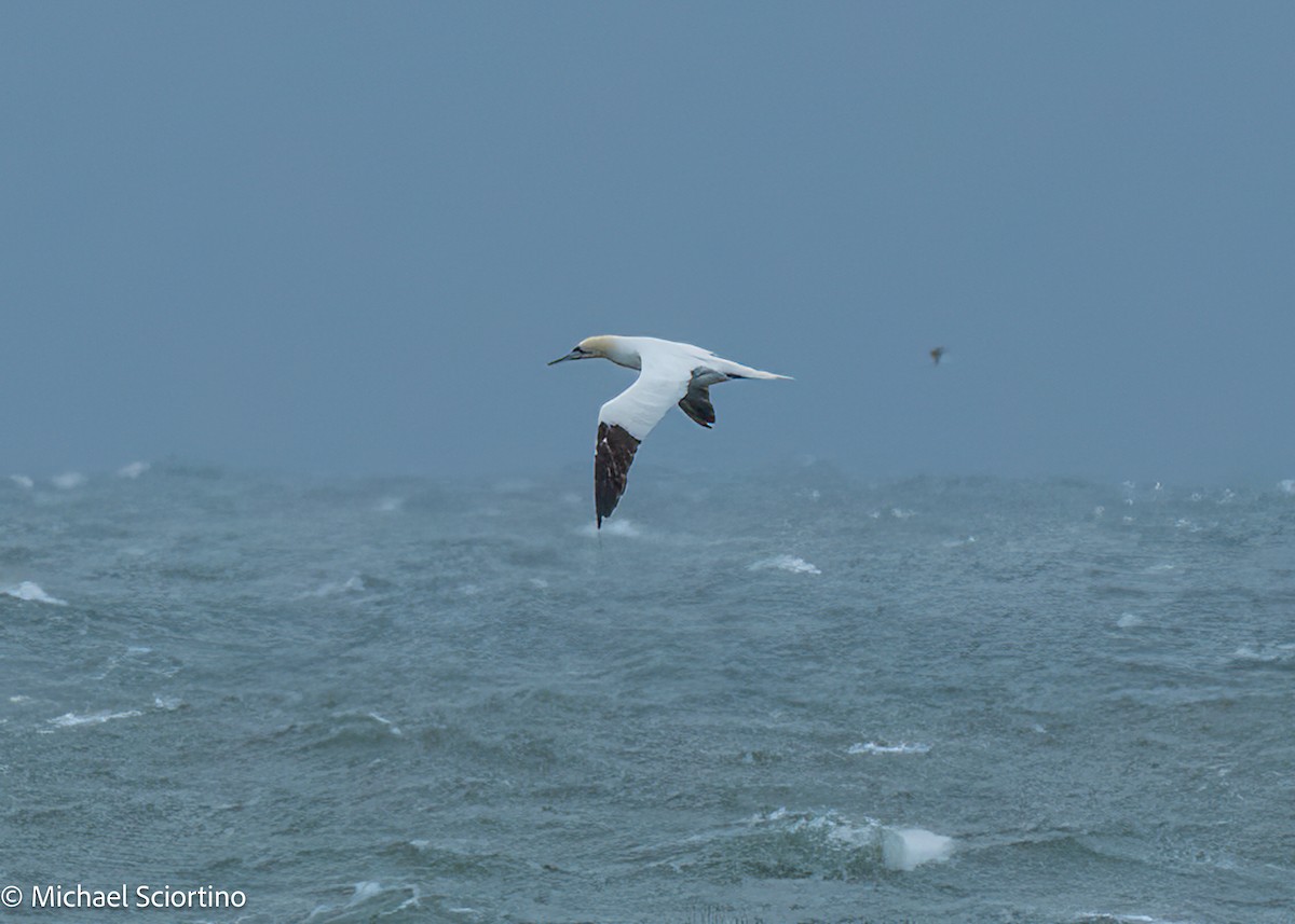 Сула атлантична - ML644561681