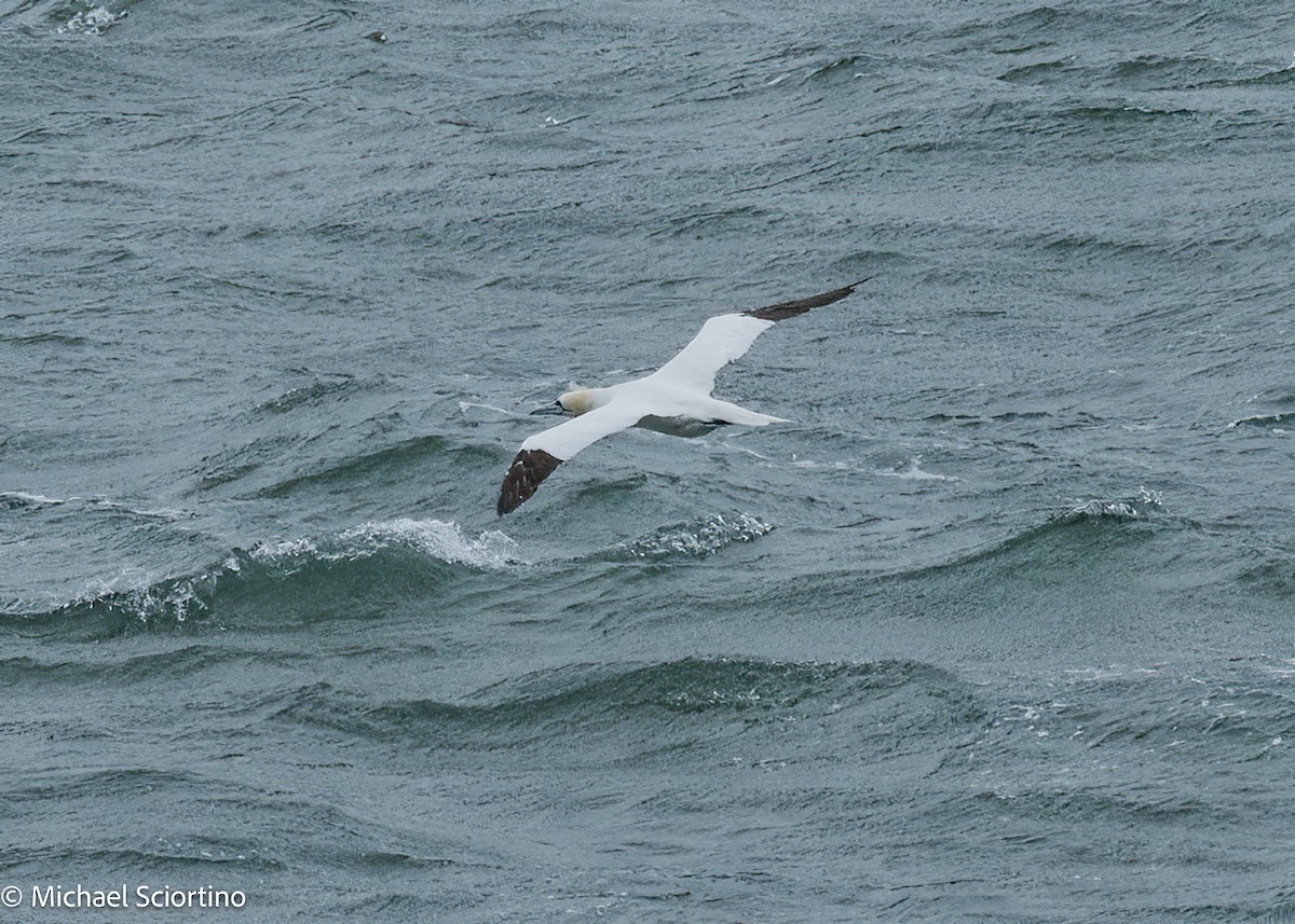 Сула атлантична - ML644561682