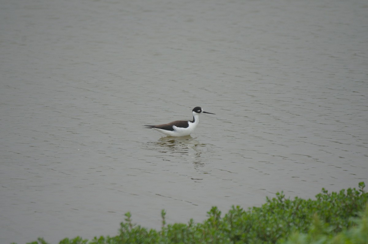 Black-necked Stilt - ML644561685