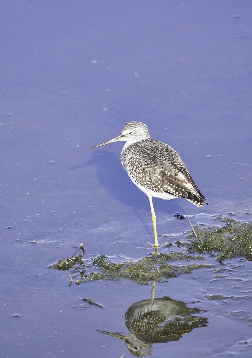 plystresnipe - ML644561686