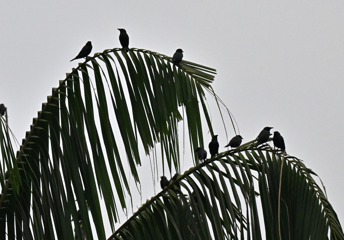 Asian Glossy Starling - ML644561688