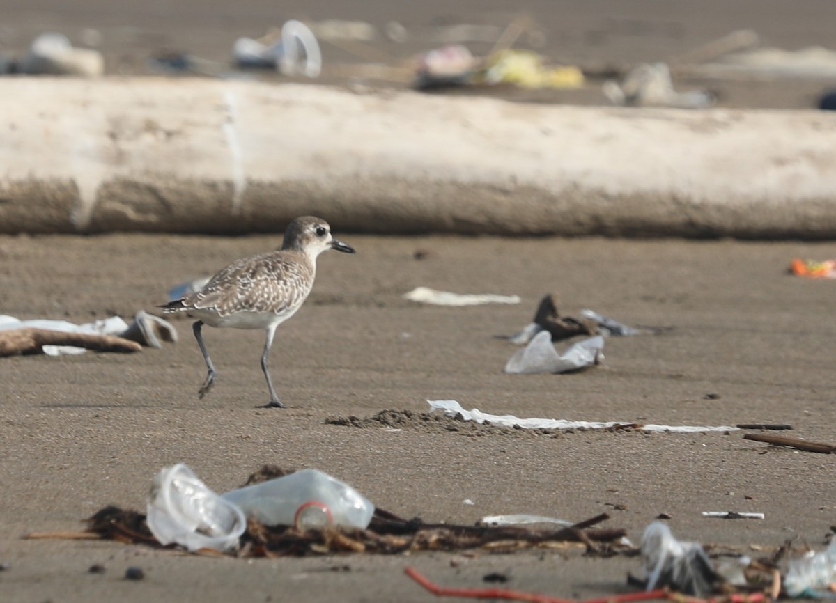 Txirri grisa - ML644561694