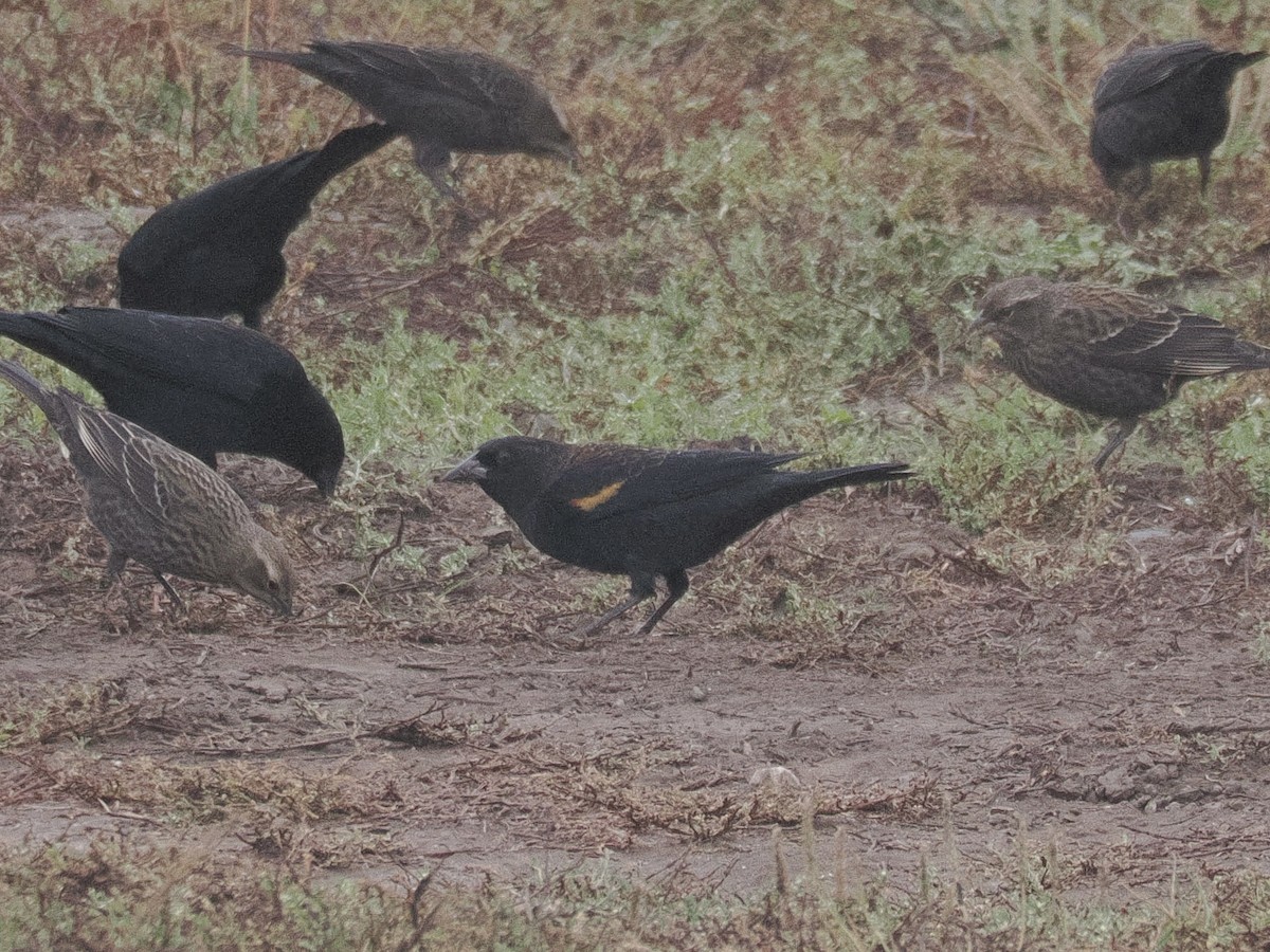 Tricolored Blackbird - ML644561703