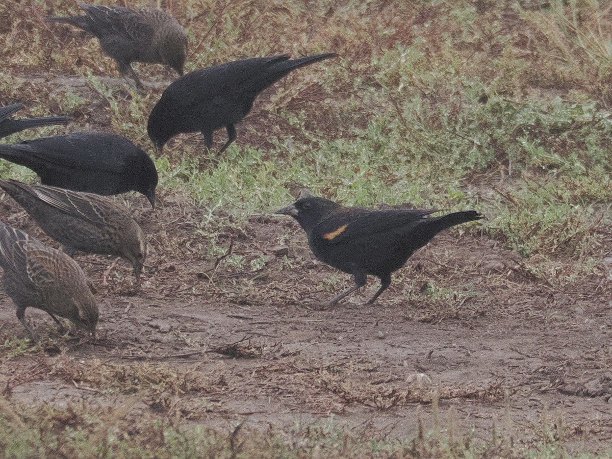 Tricolored Blackbird - ML644561704
