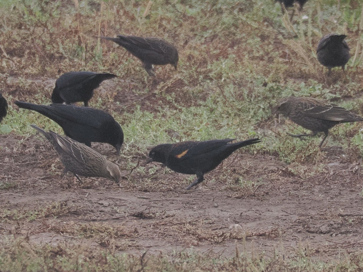 Tricolored Blackbird - ML644561705