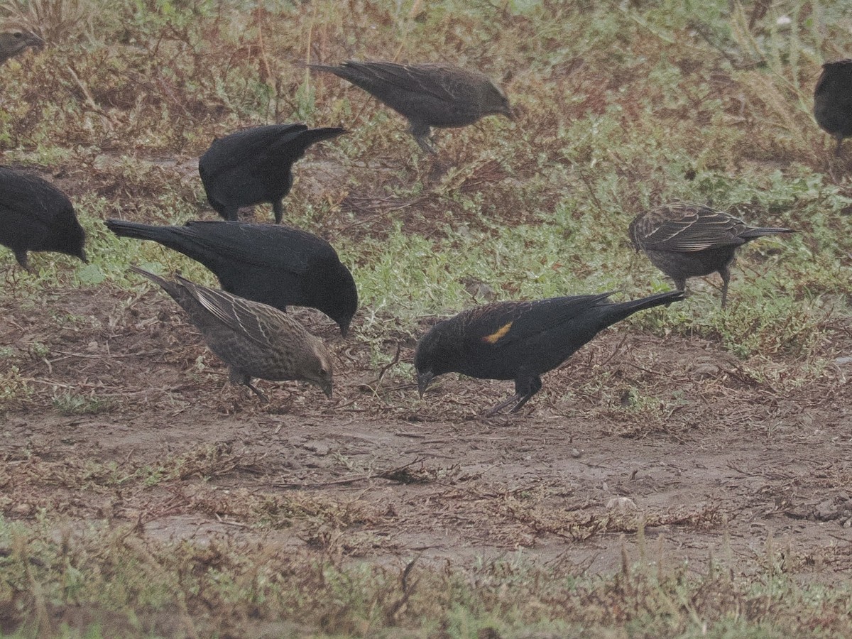 Tricolored Blackbird - ML644561706