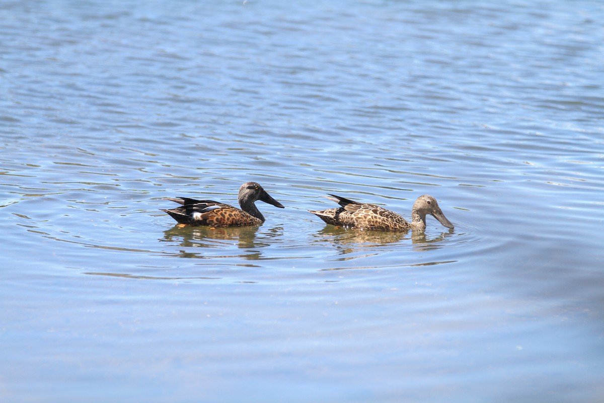 Canard bridé - ML644561707