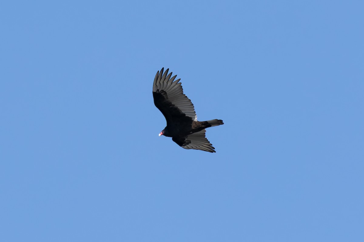 Turkey Vulture - ML644561708