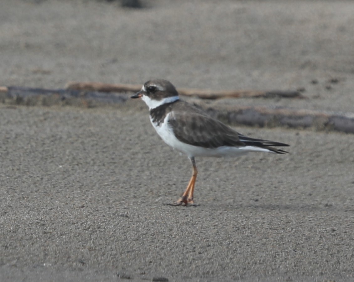 Semipalmated Plover - ML644561712