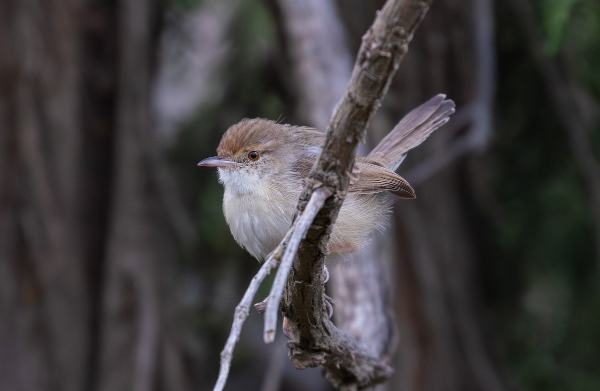 Prinia gracile - ML644561713