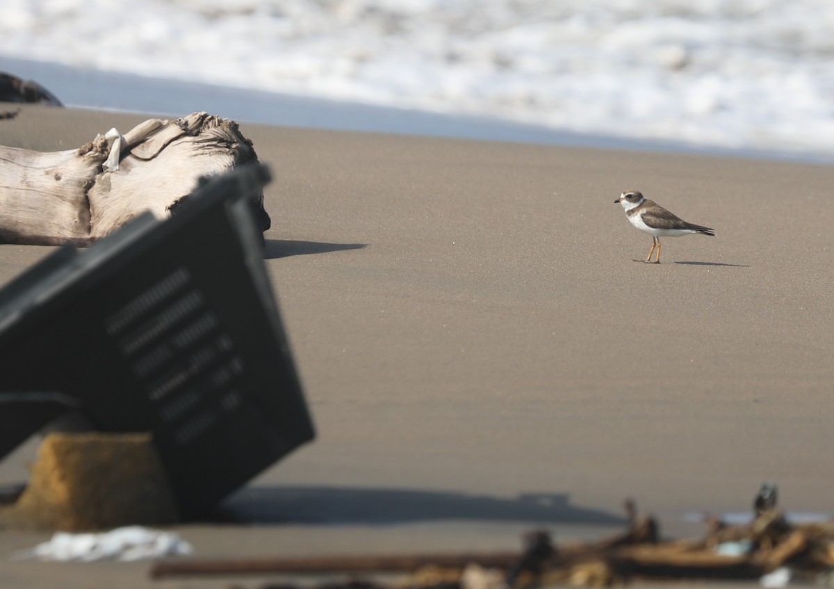 Semipalmated Plover - ML644561714