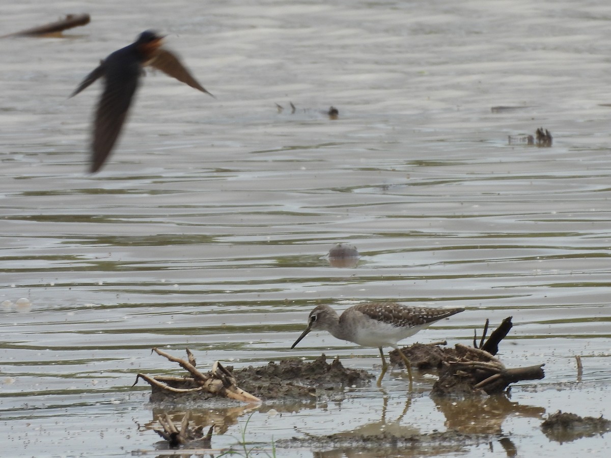 Wood Sandpiper - ML644561715