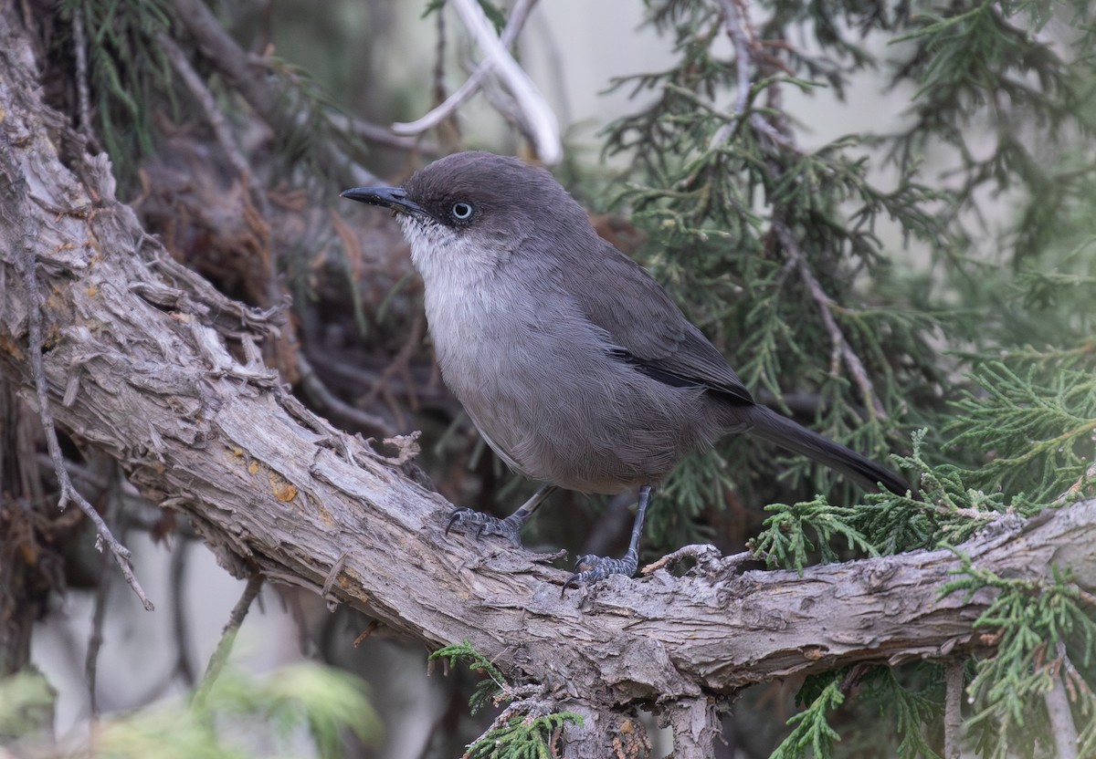 Fauvette du Yémen - ML644561716