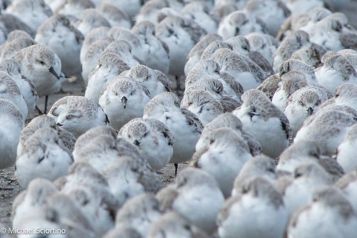 Ak Kumkuşu - ML644561717