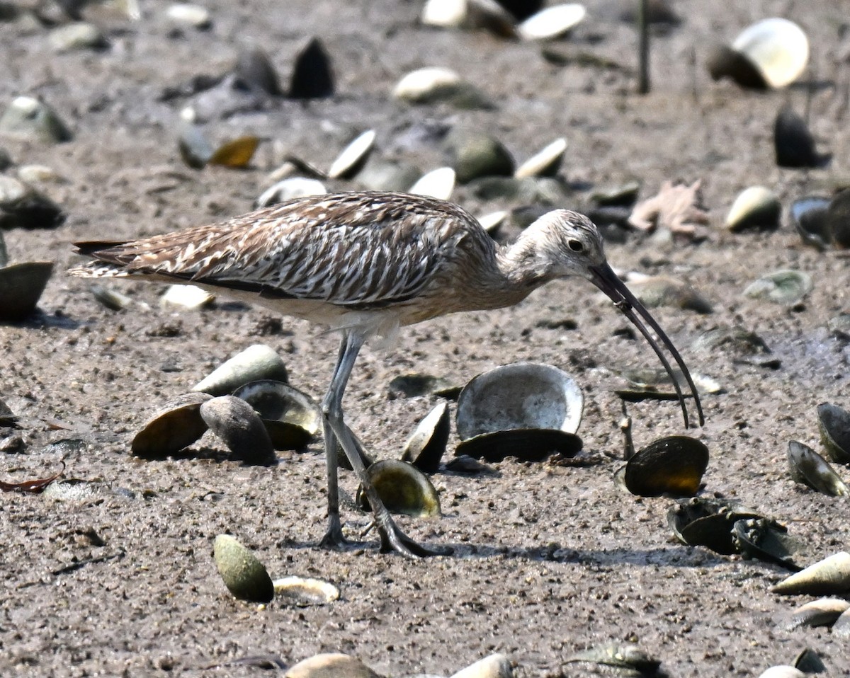 Eurasian Curlew - ML644561718