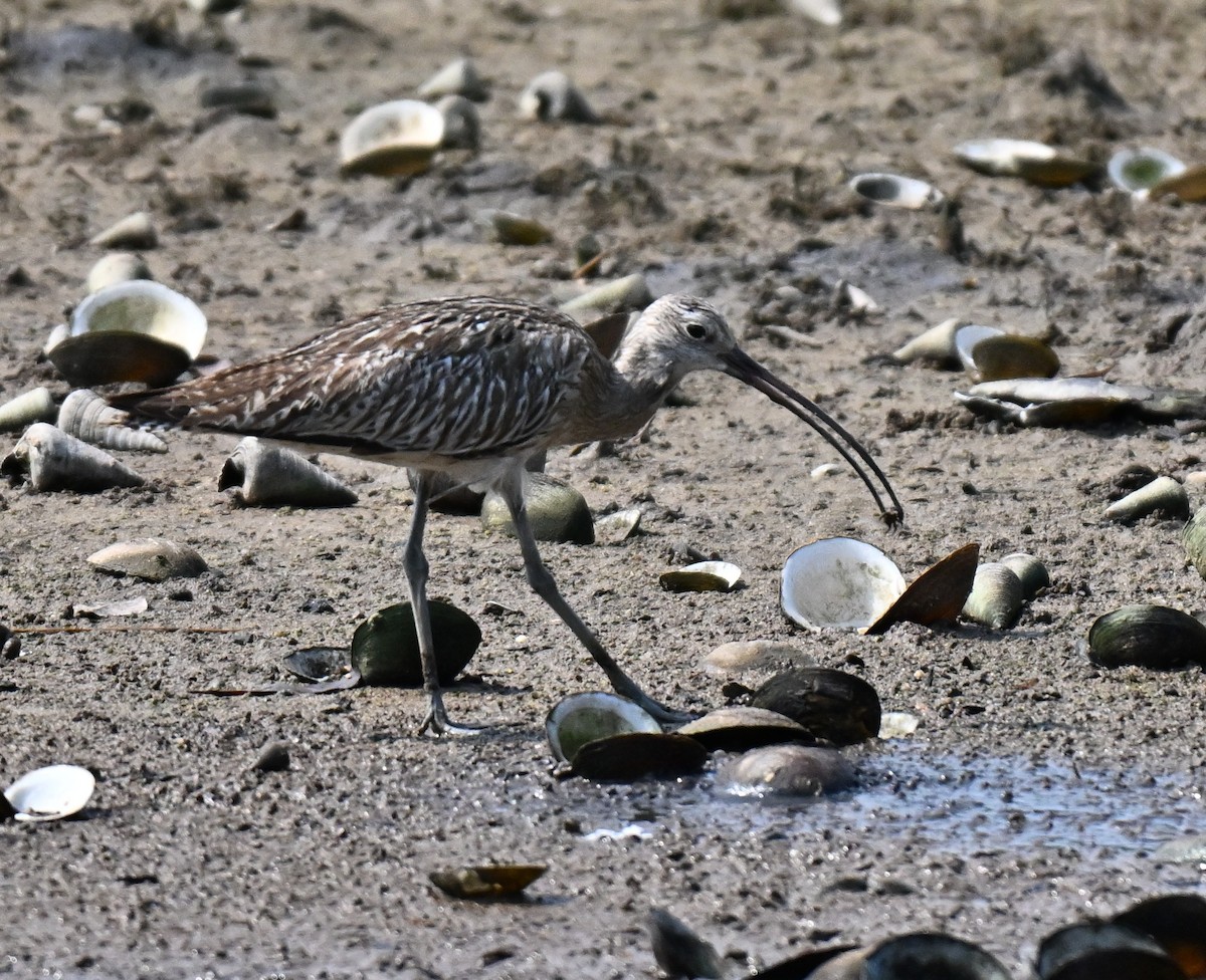 Eurasian Curlew - ML644561719