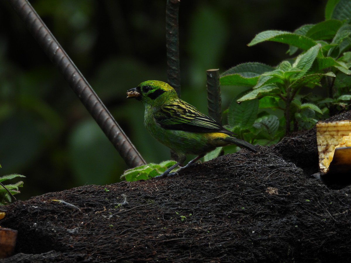 Emerald Tanager - ML644561721
