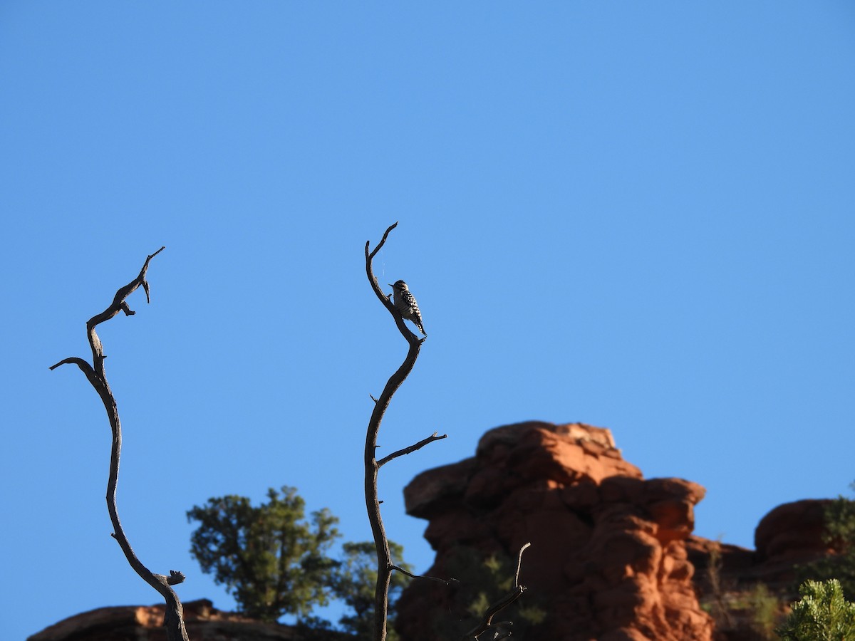 leiderspett - ML644561731