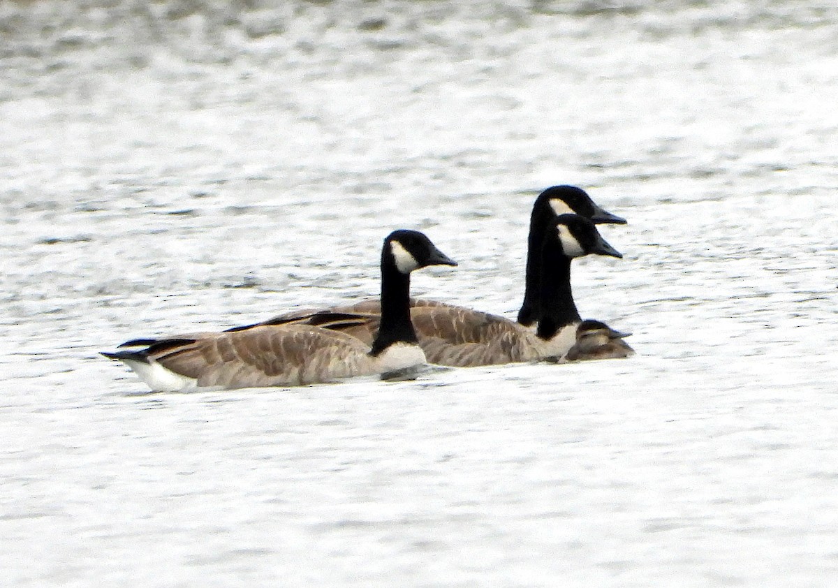 Американская савка - ML644561736