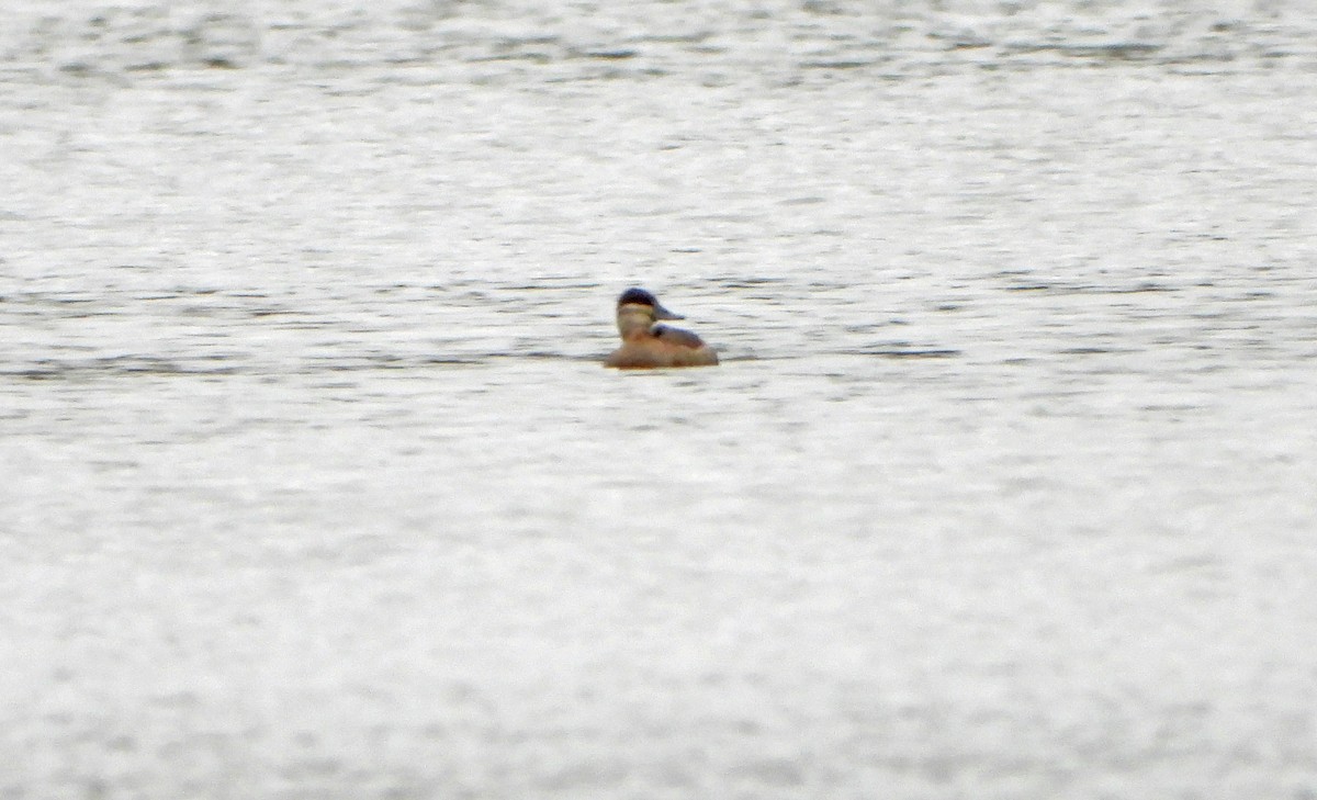 Американская савка - ML644561737