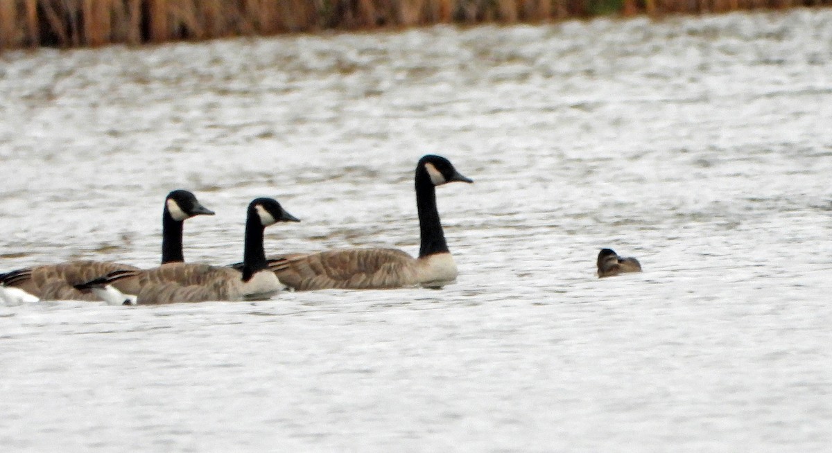 Американская савка - ML644561738
