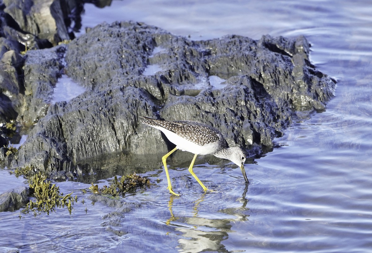 plystresnipe - ML644561740