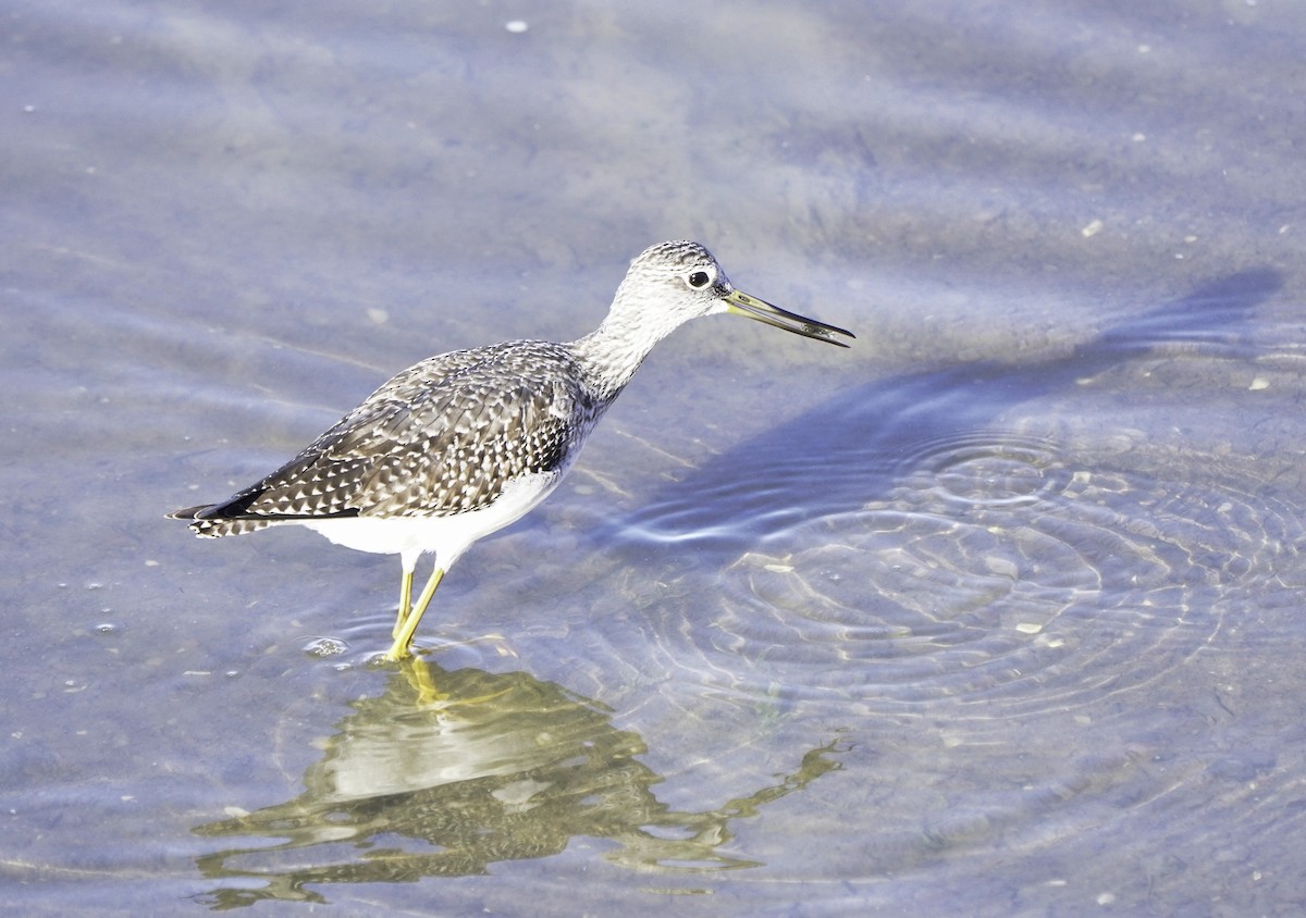 plystresnipe - ML644561743