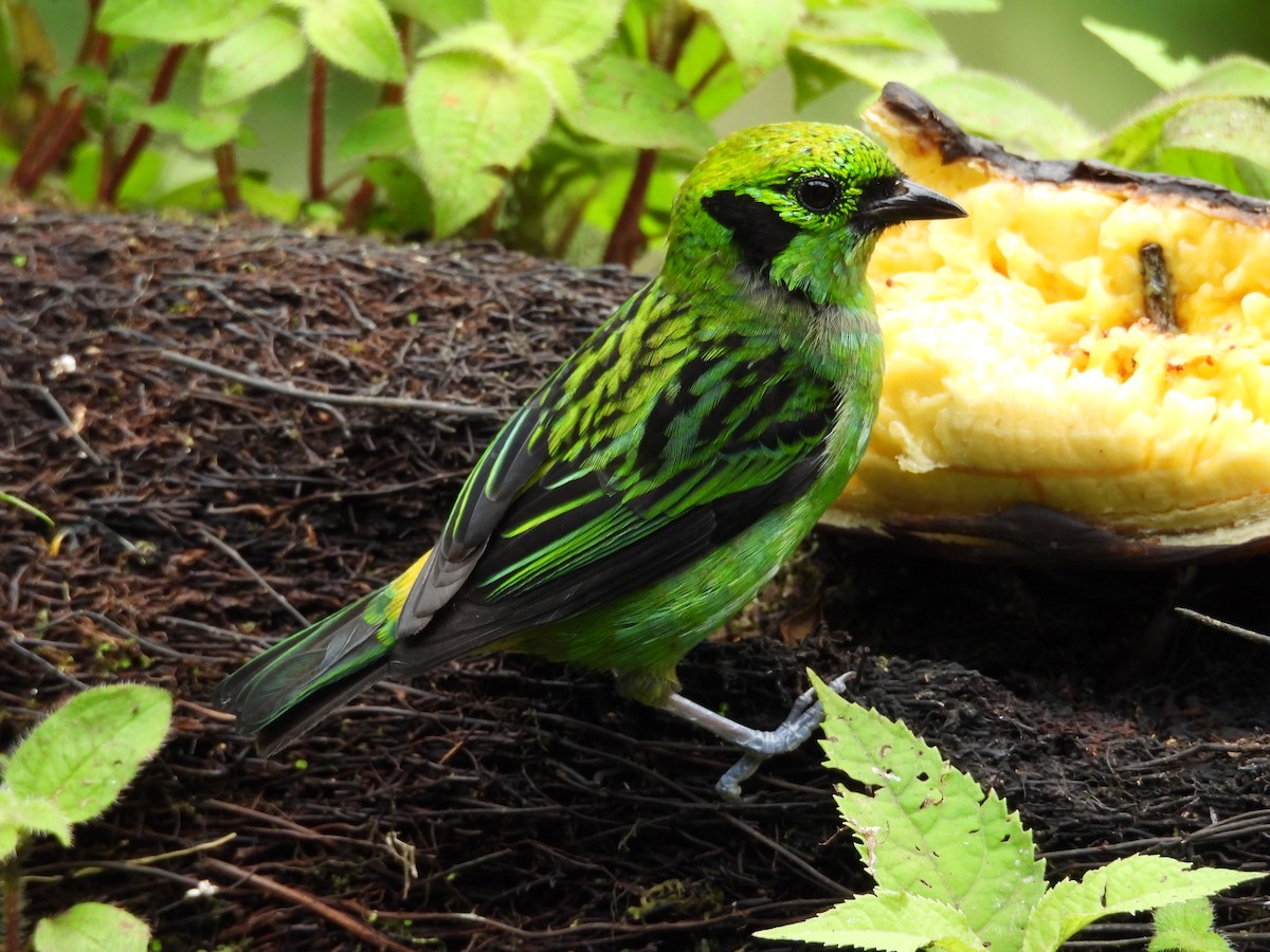 Emerald Tanager - ML644561744