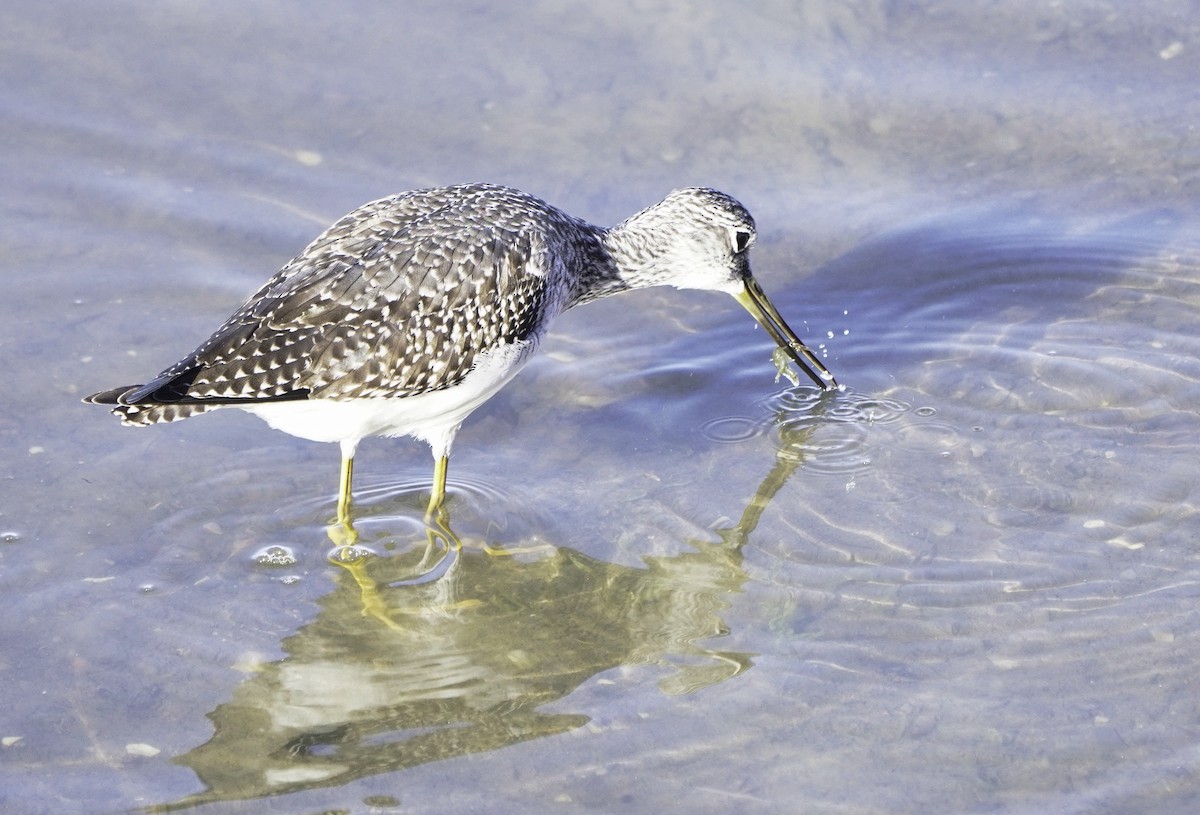 plystresnipe - ML644561745