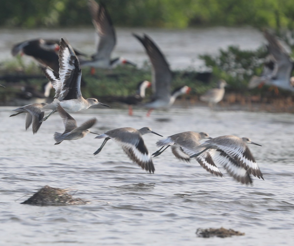 Willet - ML644561748