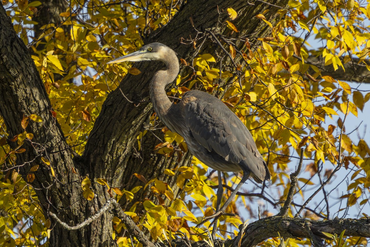 Чапля північна - ML644561750