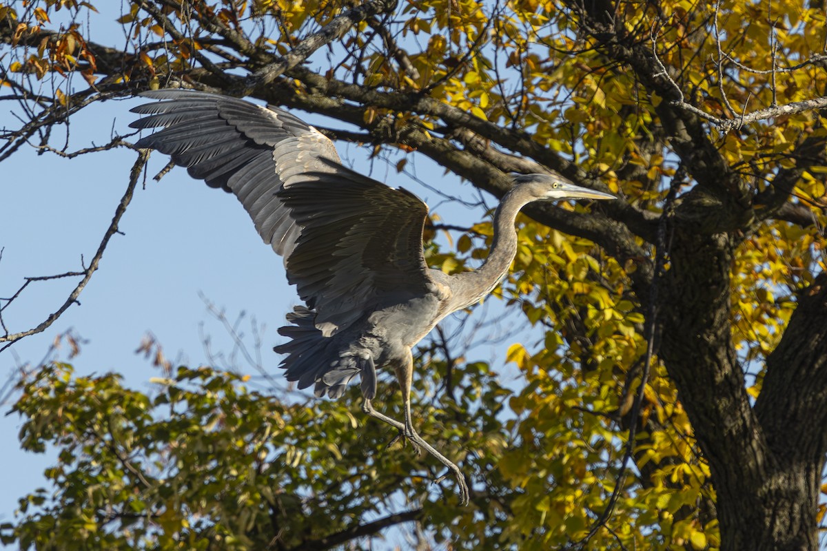 Чапля північна - ML644561751
