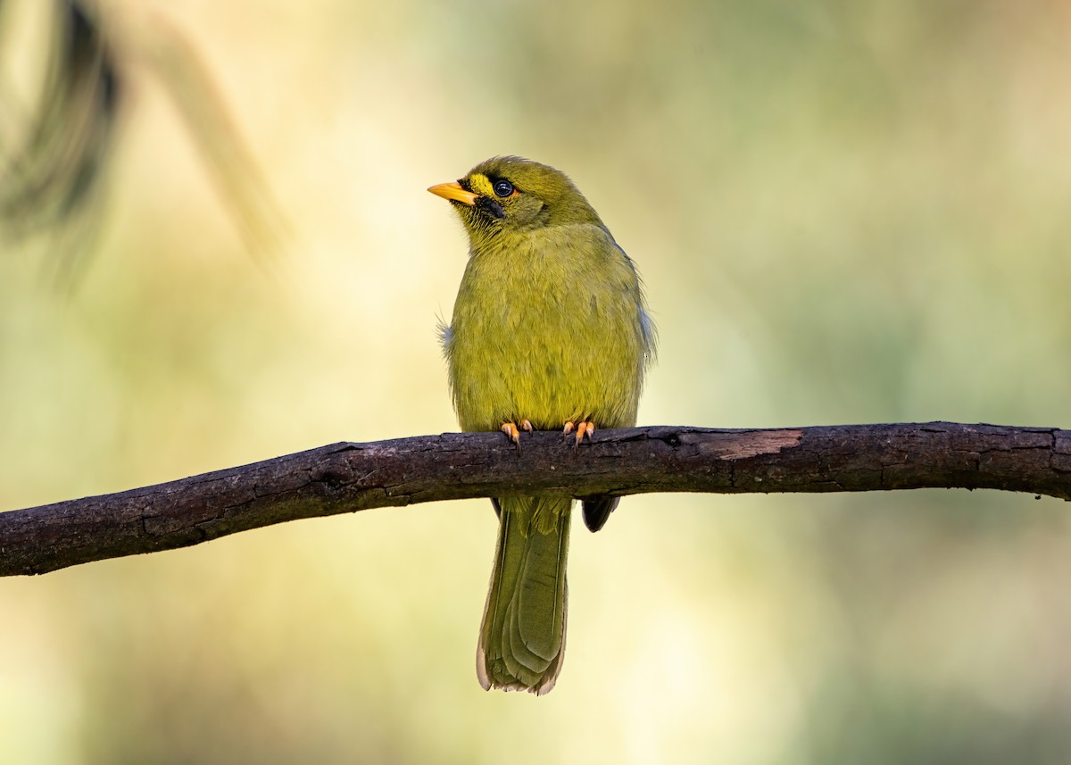 スズミツスイ - ML644561753