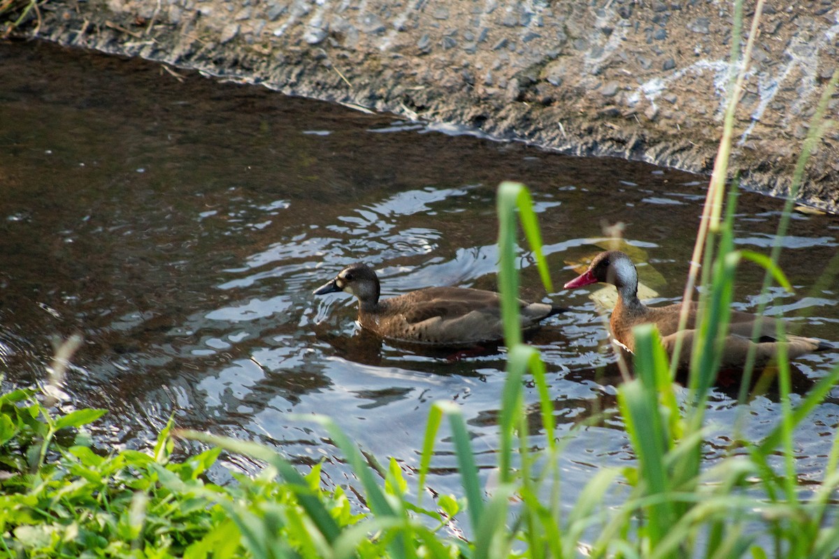 Brazilian Teal - ML644561754