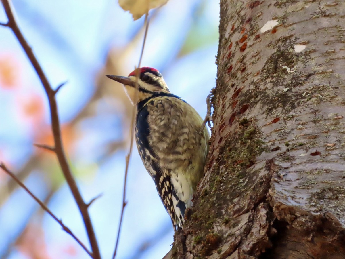 Yellow-bellied Sapsucker - ML644561763